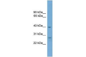 WB Suggested Anti-ATPAF1 Antibody Titration: 0. (ATPAF1 antibody  (Middle Region))