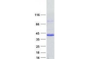 Validation with Western Blot (USF2 Protein (Transcript Variant 2) (Myc-DYKDDDDK Tag))