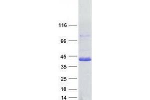 Validation with Western Blot (USF2 Protein (Transcript Variant 2) (Myc-DYKDDDDK Tag))