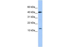 Western Blotting (WB) image for anti-LOC727817 (LOC727817) antibody (ABIN2463384) (LOC727817 antibody)