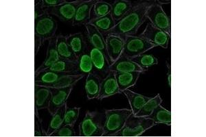 Immunofluorescence staining of PFA-fixed HeLa cells using Histone H1 Mouse Monoclonal Antibody (AE-4) followed by goat anti-mouse IgG-CF488 (green). (Histone H1 antibody)