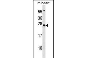 BCL7B Antibody (C-term) (ABIN1536707 and ABIN2848811) western blot analysis in mouse heart tissue lysates (35 μg/lane).