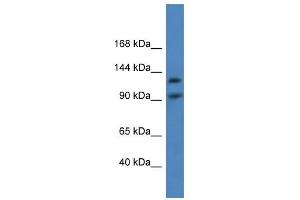 Western Blot showing LONP2 antibody used at a concentration of 1-2 ug/ml to detect its target protein. (LONP2 antibody  (C-Term))