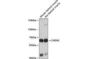 Western blot analysis of extracts of various cell lines, using CHRNG antibody (ABIN6129873, ABIN6138600, ABIN6138601 and ABIN6223867) at 1:1000 dilution. (CHRNG antibody  (AA 328-517))