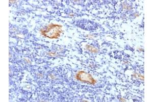 IHC testing of FFPE human tonsil with recombinant vWF antibody (clone VWF/1859R). (Recombinant VWF antibody  (AA 1815-1939))