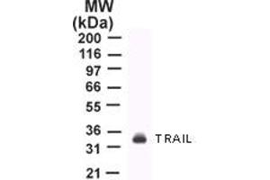 Image no. 1 for anti-Tumor Necrosis Factor (Ligand) Superfamily, Member 10 (TNFSF10) (AA 17-35) antibody (ABIN207859) (TRAIL antibody  (AA 17-35))