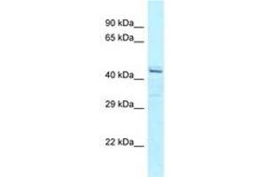 Image no. 1 for anti-Ataxin 10 (ATXN10) (C-Term) antibody (ABIN6747943) (Ataxin 10 antibody  (C-Term))