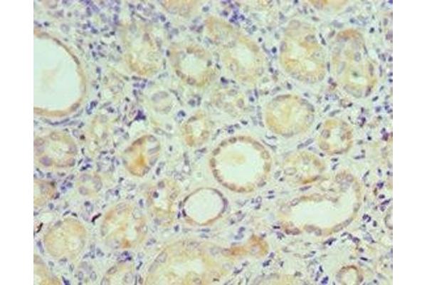 Stanniocalcin 1 antibody  (AA 18-247)