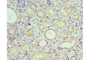 Immunohistochemistry of paraffin-embedded human kidney tissue using ABIN7170690 at dilution of 1:100 (Stanniocalcin 1 antibody  (AA 18-247))