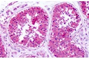 Anti-ASCT1 / SLC1A4 antibody IHC staining of human testis. (SLC1A4 antibody  (N-Term))