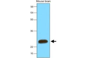 Western blot analysis of mouse brain extracts (30 ug) were resolved by SDS - PAGE , transferred to NC membrane and probed with SNAP25 monoclonal antibody , clone 4E11 (1 : 2000) .