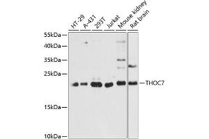Western blot analysis of extracts of various cell lines, using THOC7 antibody (ABIN6133128, ABIN6149122, ABIN6149123 and ABIN6217791) at 1:3000 dilution. (THOC7 antibody  (AA 1-204))