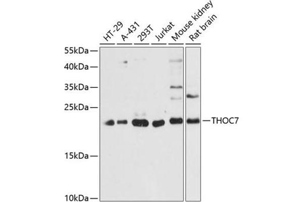 THOC7 anticorps  (AA 1-204)