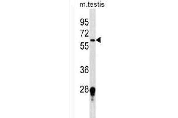 FUT11 antibody  (AA 204-233)
