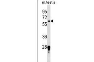 FUT11 Antibody (Center) (ABIN1538063 and ABIN2849829) western blot analysis in mouse testis tissue lysates (35 μg/lane). (FUT11 antibody  (AA 204-233))