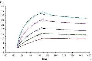 Human FGF10, No Tag immobilized on CM5 Chip can bind Human FGFR2 beta (IIIb), hFc Tag with an affinity constant of 0. (FGF10 Protein)