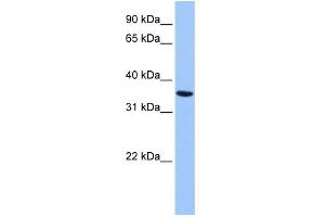 WB Suggested Anti-ANXA8L2 Antibody Titration:  0. (ANXA8L2 antibody  (Middle Region))