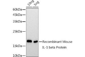 Western blot analysis of extracts of Recombinant Mouse IL1β Protein, using IL1β antibody  at 1:1000 dilution. (IL-1 beta antibody)