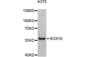 Western blot analysis of extracts of A-375 cells, using SOX10 antibody (ABIN5996041). (SOX10 antibody)