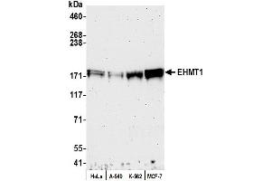 Western Blotting (WB) image for anti-Euchromatic Histone-Lysine N-Methyltransferase 1 (EHMT1) (AA 25-75) antibody (ABIN7453694)