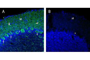 Free-floating frozen brain sections from a paraformaldehyde-perfused rat were incubated with Anti-Neurexin 1α (extracellular) Antibody (ABIN7043357, 1:300), followed by goat anti-rabbit secondary antibody conjugated to Alexa Fluor® 488 (green).