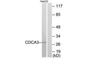 Western blot analysis of extracts from HepG2 cells, using CDCA3 Antibody. (CDCA3 antibody  (AA 219-268))