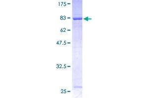 RABGEF1 Protein (AA 1-491) (GST tag)