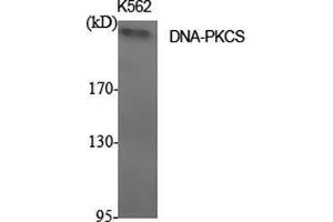 Western Blot (WB) analysis of specific cells using DNA-PKCS Polyclonal Antibody. (PRKDC antibody  (C-Term))