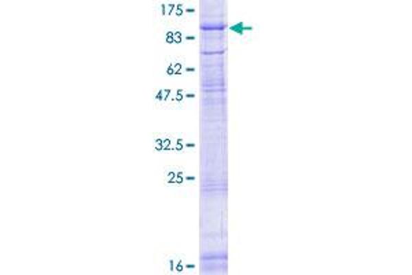 POMT2 Protein (AA 1-750) (GST tag)