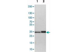 Western blot analysis of cell lysates with STX3 polyclonal antibody  at 1:250-1:500 dilution.