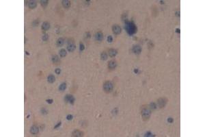 IHC-P analysis of Mouse Tissue, with DAB staining. (POMC antibody  (AA 27-235))