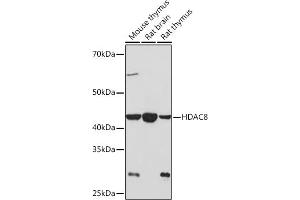 Western blot analysis of extracts of various cell lines, using HD Rabbit mAb (ABIN7267714) at 1:1000 dilution. (HDAC8 antibody)
