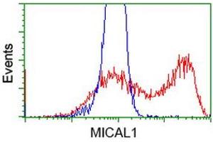 HEK293T cells transfected with either RC208308 overexpress plasmid (Red) or empty vector control plasmid (Blue) were immunostained by anti-MICAL1 antibody (ABIN2453295), and then analyzed by flow cytometry. (MICAL1 antibody)