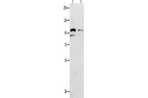 Western Blotting (WB) image for anti-Major Vault Protein (MVP) antibody (ABIN2428358) (MVP antibody)