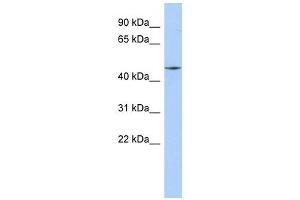 FAM80A antibody used at 1 ug/ml to detect target protein. (RIMKLA antibody  (Middle Region))