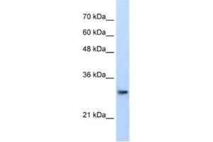 Western Blotting (WB) image for anti-Proteasome Subunit alpha Type 1 (PSMA1) antibody (ABIN2462128)