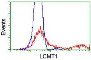 Image no. 2 for anti-Leucine Carboxyl Methyltransferase 1 (LCMT1) antibody (ABIN1499108) (LCMT1 antibody)