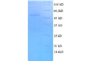 SDS-PAGE (SDS) image for serine/arginine-Rich Splicing Factor 9 (SFRS9) (AA 1-221), (full length) protein (GST tag) (ABIN7479582)