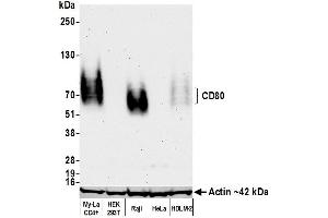 Western Blotting (WB) image for anti-CD80 (CD80) (AA 35-246) antibody (ABIN7449415)