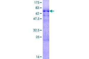 RNPS1 Protein (AA 1-305) (GST tag)