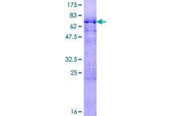 RNPS1 Protein (AA 1-305) (GST tag)