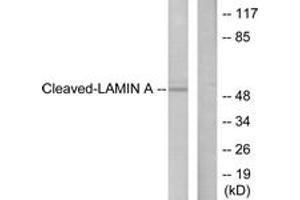 Western blot analysis of extracts from NIH-3T3 cells, treated with Etoposide 25uM 60', using Lamin A (Cleaved-Asp230) Antibody. (Lamin A/C antibody  (Cleaved-Asp230))