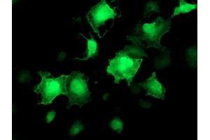 Anti-AKT1 mouse monoclonal antibody (ABIN2455508) immunofluorescent staining of COS7 cells transiently transfected by pCMV6-ENTRY AKT1 (RC220257). (AKT1 antibody)