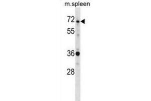 Western Blotting (WB) image for anti-SH3-Domain Binding Protein 2 (SH3BP2) antibody (ABIN2998912)