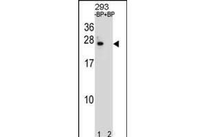 BCL2 Antibody (Center) (ABIN1881108 and ABIN2838804) pre-incubated without(lane 1) and with(lane 2) blocking peptide in 293 cell line lysate. (Bcl-2 antibody  (AA 87-116))