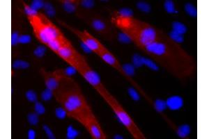 Indirect immunolabeling of PFA fixed C2C12 cells differentiated into myotubes (red, dilution 1 : 500). (VAMP5 antibody  (AA 1-70))