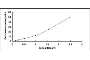 Interleukin-1 Receptor-Associated Kinase 2 (IRAK2) ELISA Kit