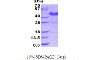 SDS-PAGE (SDS) image for Asparaginase Like 1 (ASRGL1) (AA 1-308) protein (His tag) (ABIN5853979)