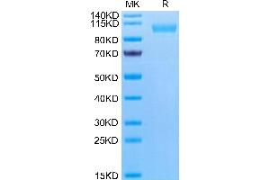 PTGFRN Protein (AA 26-832) (His tag)