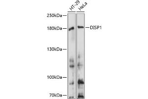 Western blot analysis of extracts of various cell lines, using DISP1 antibody (ABIN7266798) at 1:1000 dilution. (DISP1 antibody  (AA 1325-1524))